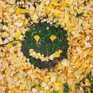 Never underestimate the power of ginko leaves.