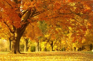 Notes From The Event: Falling Forward Into Light