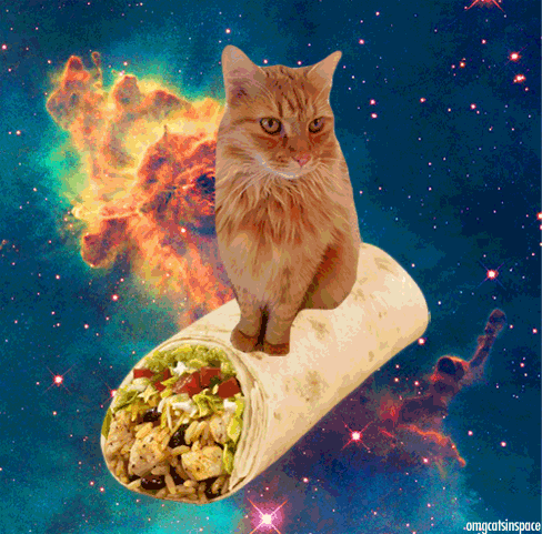 90942-cats-on-time-burrito
