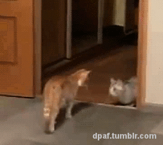 cat-freakout4