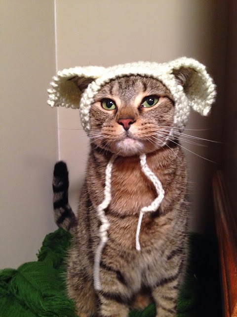 cat-in-hat6