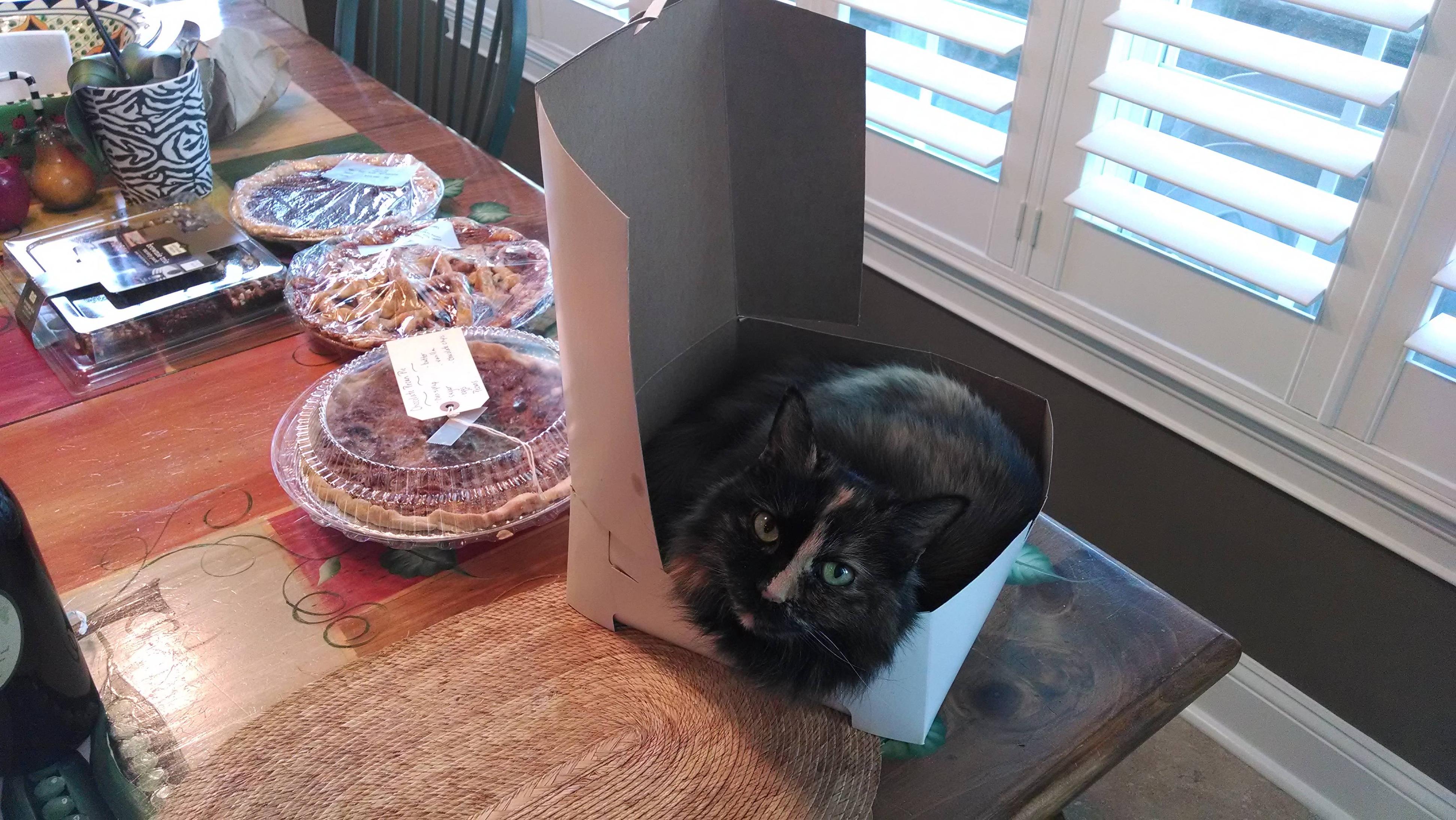 cat-pie2