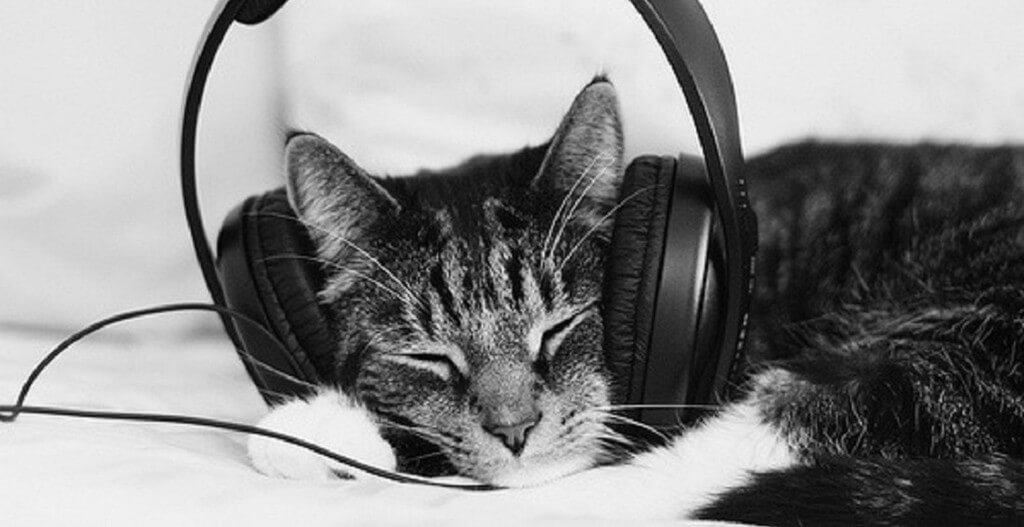 cat-with-headphones-e1458783711313_1024
