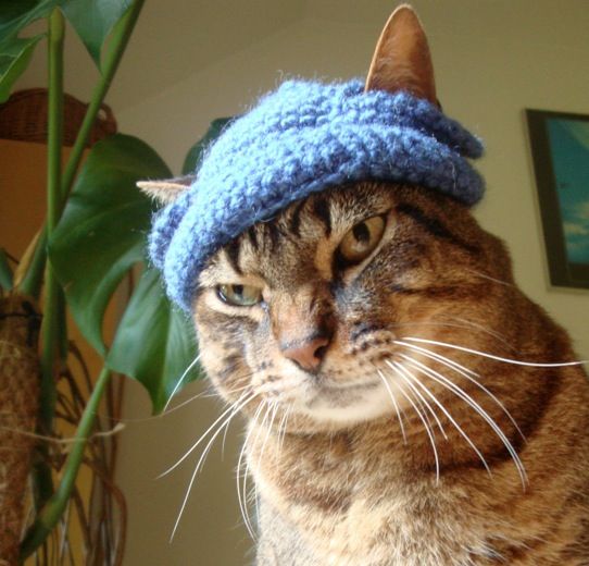 cats-love-hats