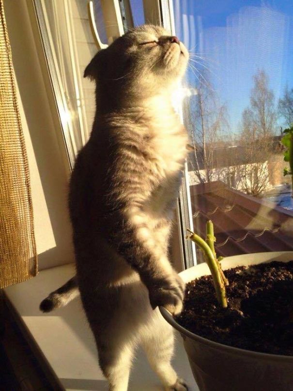 cats-love-sun-more-than-anything-5