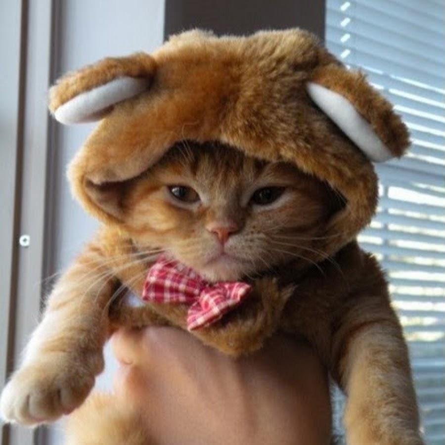 funny-pictures-of-cats-wearing-4674