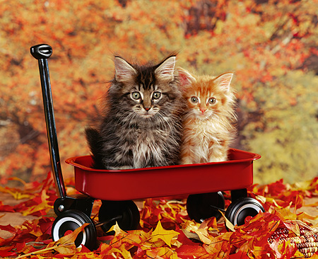 get-on-the-cat-wagon