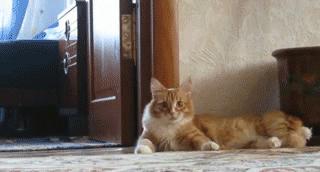 2nd-best-possessed-cat-levitation