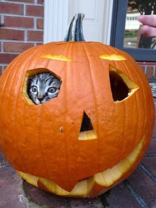 41137-Pumpkin-Hiding-Cat