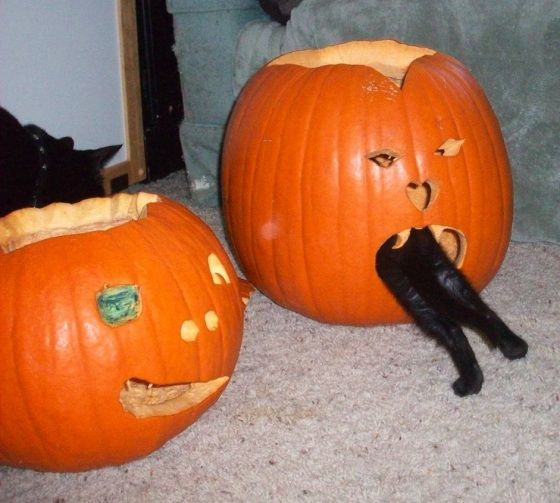 cat-in-da-pumpkin