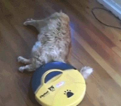 cat-vs-vacuum