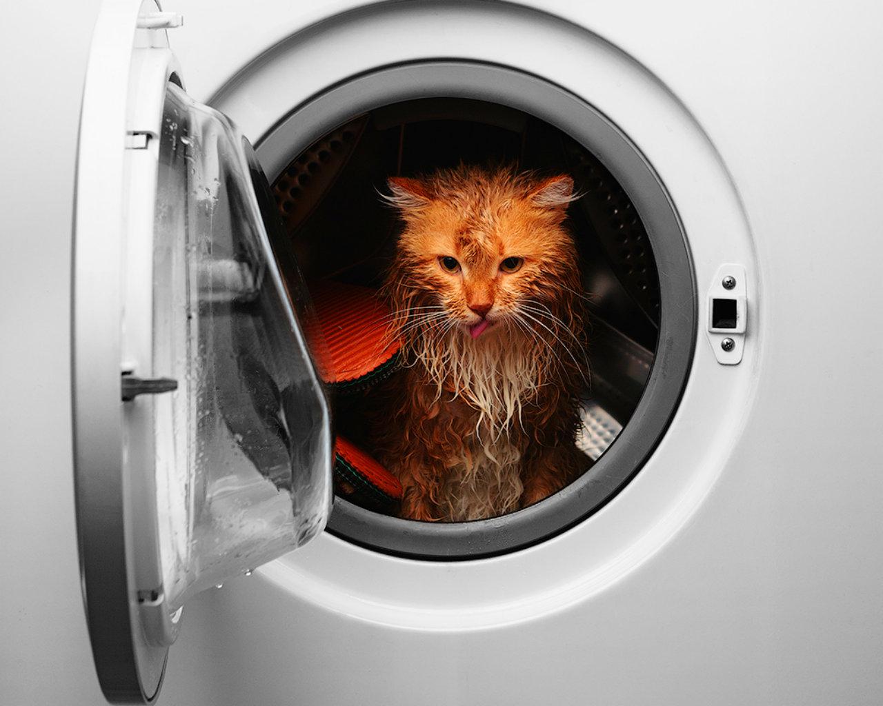 cat_in_the_machine1