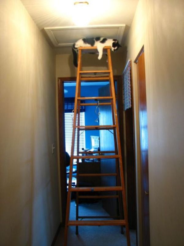 Climbing_Cat