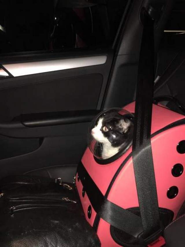 funny-cat-272-03