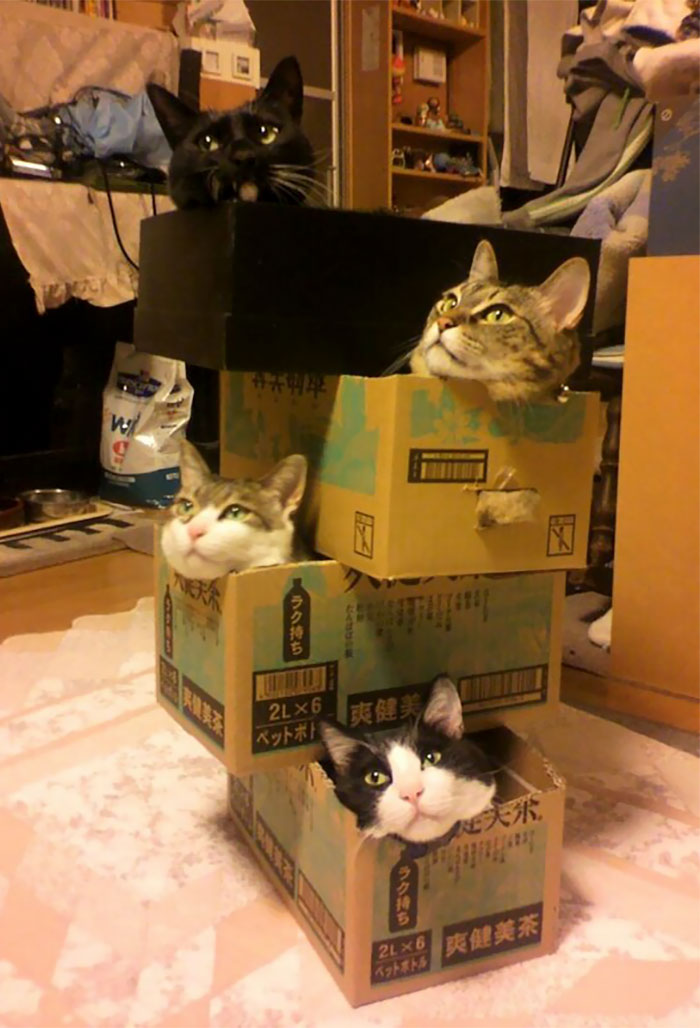 funny-cat-272-10
