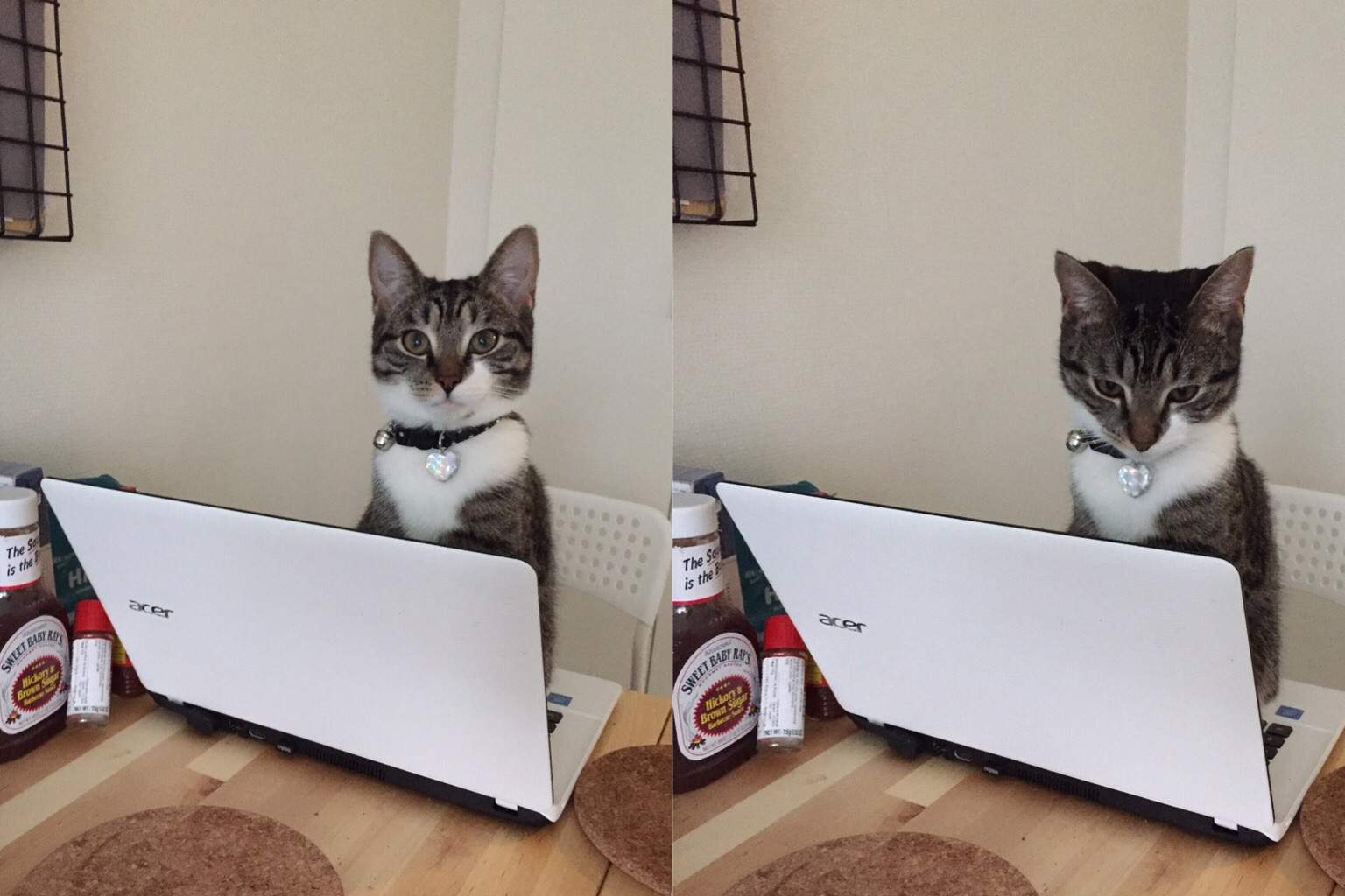 funny-cat-331-33