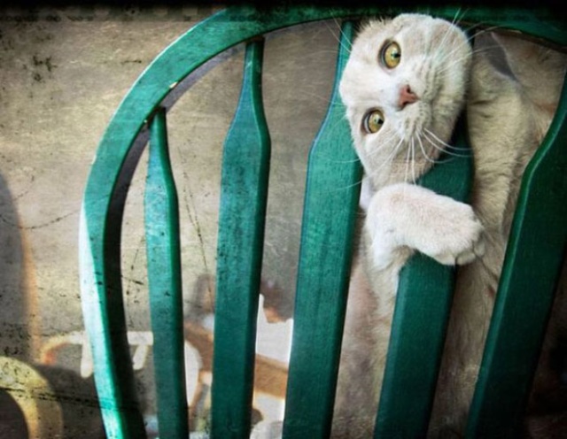 funny-cat-332-38
