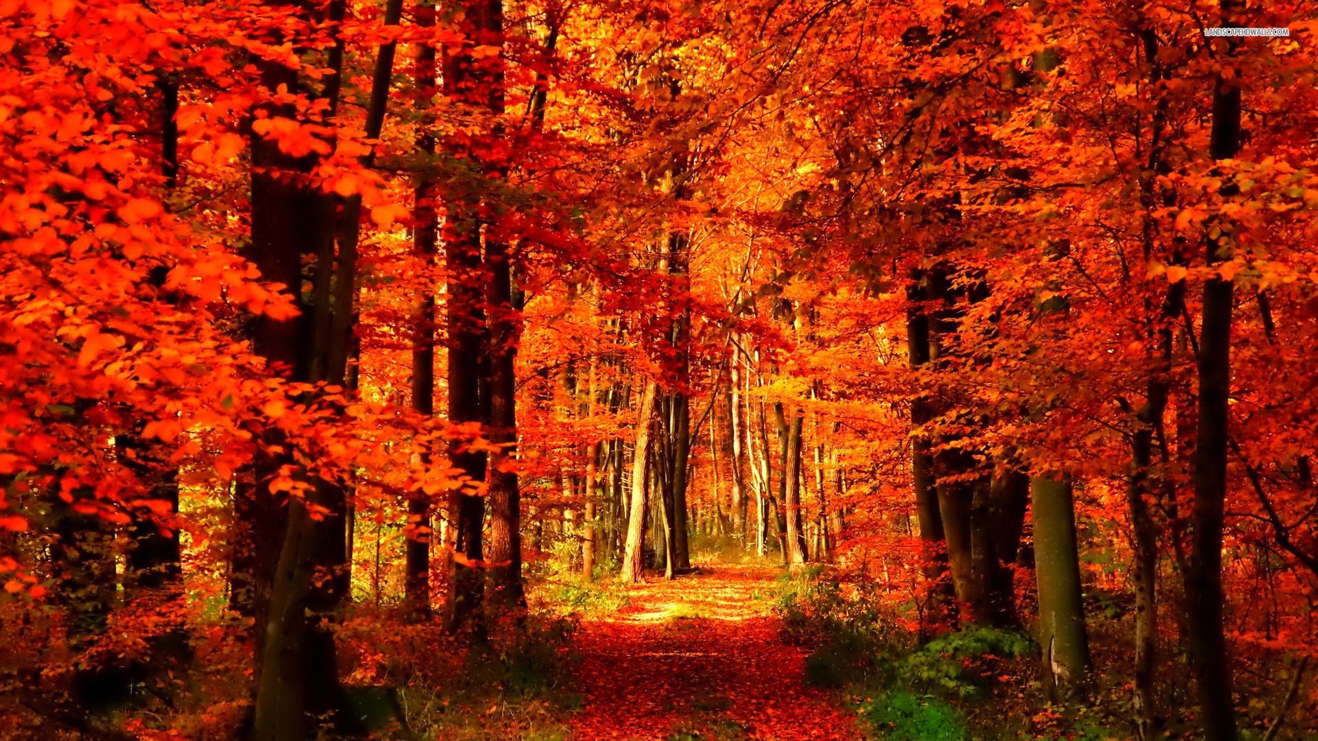 autumn