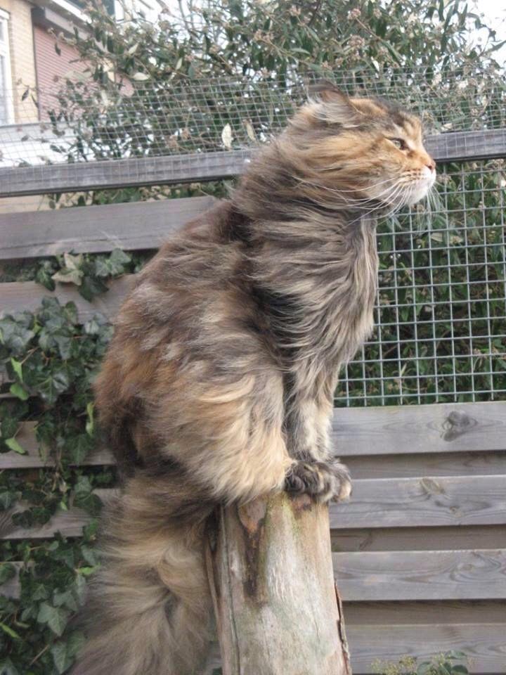 cat-against-the-wind