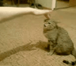 cat-launch