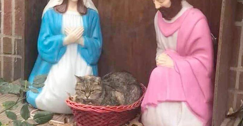 cat-nativity