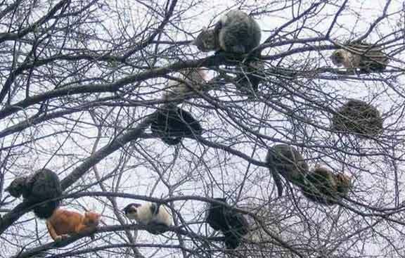 cats_in_tree