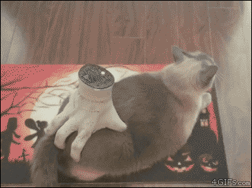 funny-cat-gif-332-07