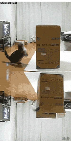 jumpy-cat