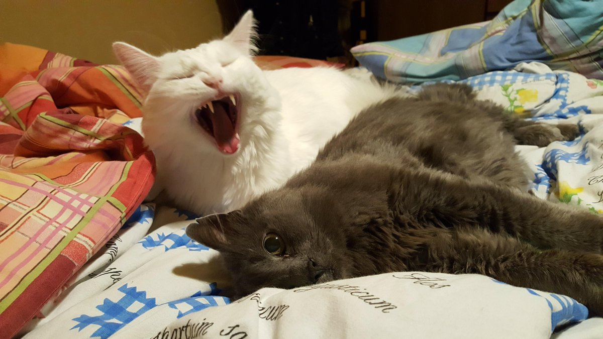 vampire-cat-and-his-prey