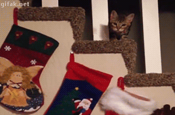 funny-cat-gif-277-03