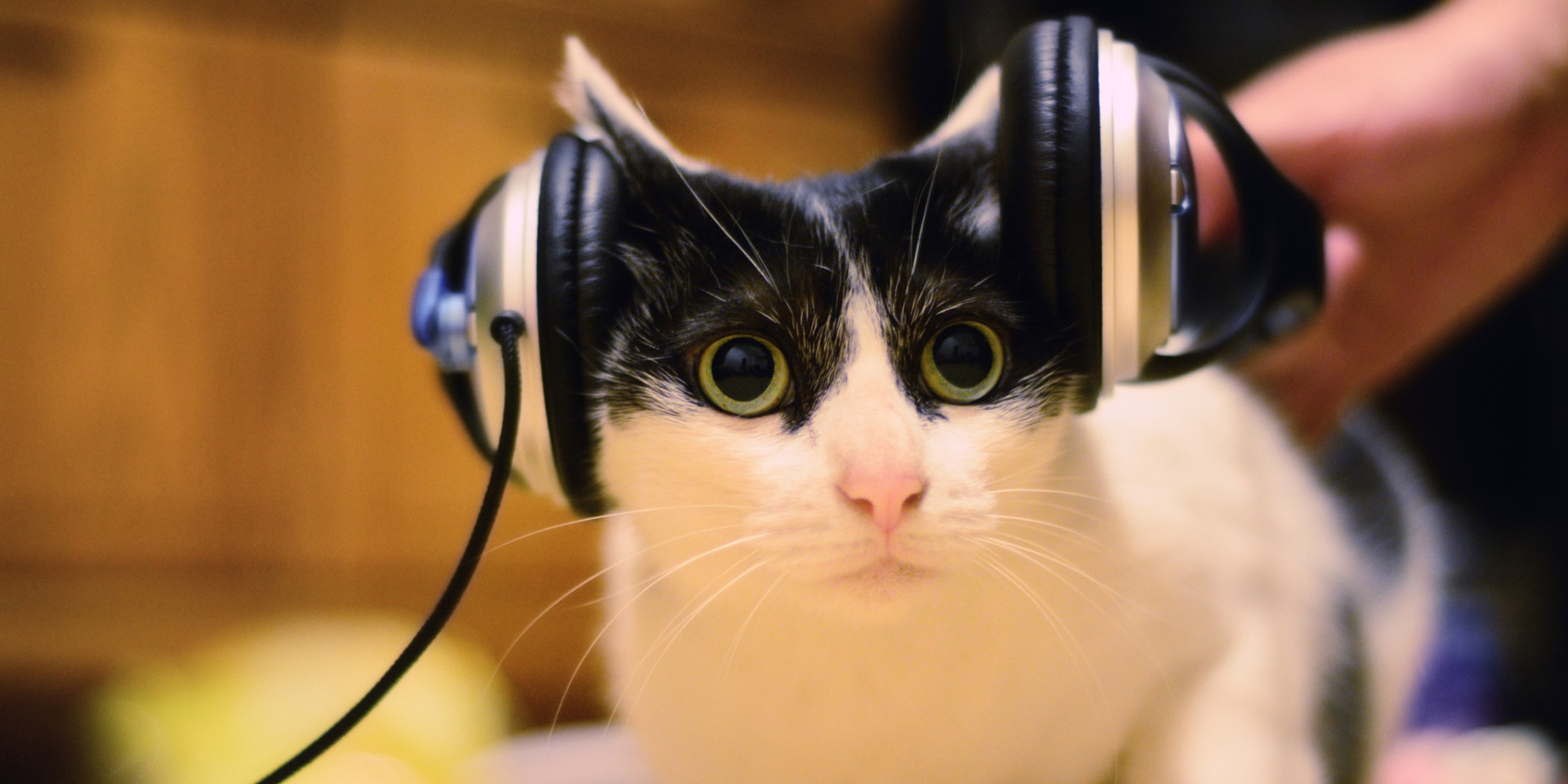 o-CAT-