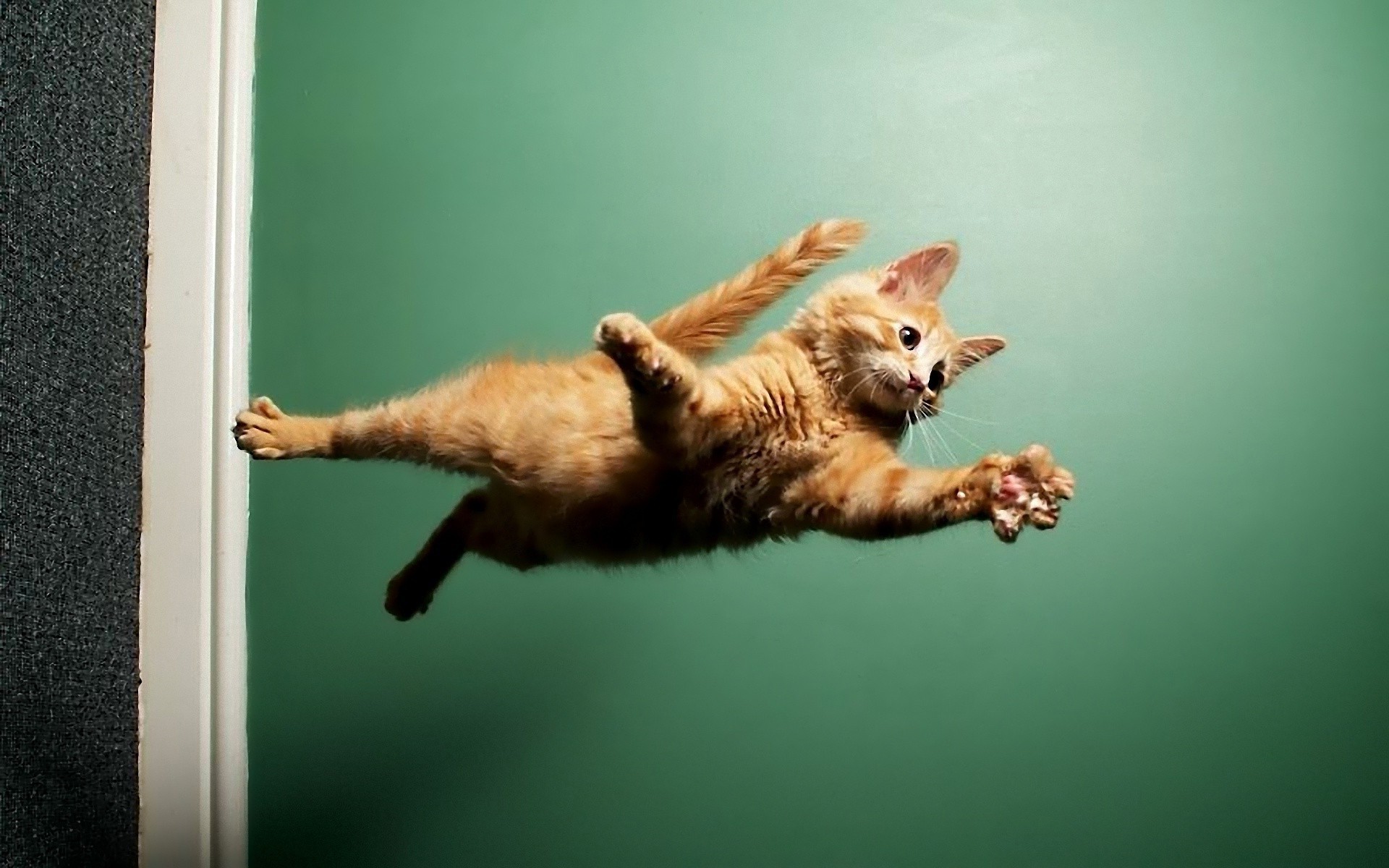Animals___Cats___The_cat_flies_through_the_air_046686_