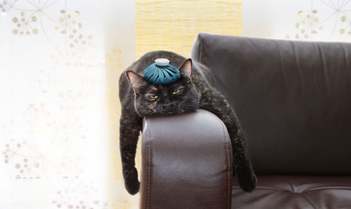 cat-with-headache