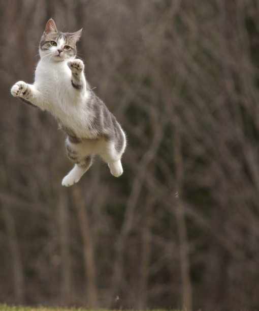 cat14