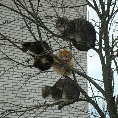 funny_cats_up_a_tree_5776295587
