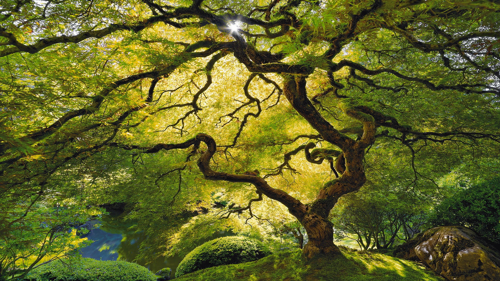 tree-wallpaper-to-use-as-background-12
