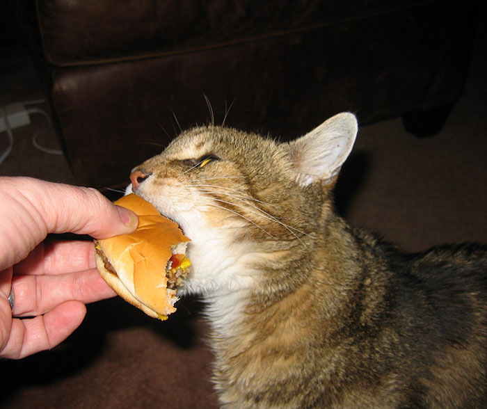 weird-cats-eaiting-human-food2__700