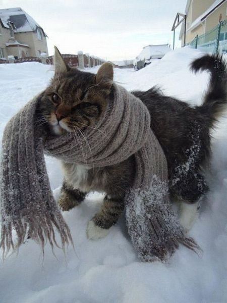 cold-cat