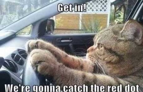 funny-lolcats-cats-in-car-going-catch-red-dot-lol-humor-joke-meme-photo-pic