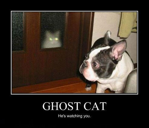 Ghost-cat-Best-Demotivational-poster