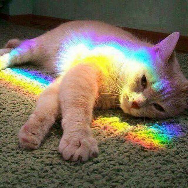849fb1ecf67d80a9ed40368aad8a566e--rainbow-prism-unicorn-cat