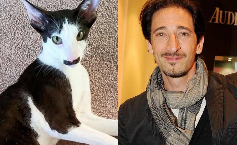 Adrian-Brody-Cat