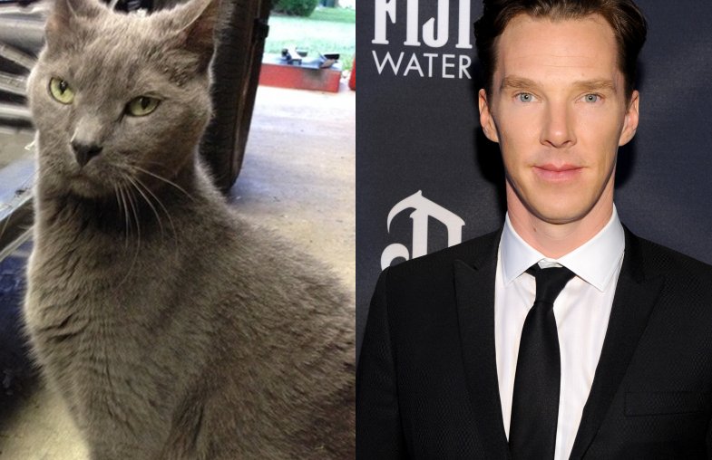 Benedict-Cumberbatch-Cat