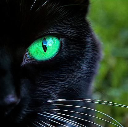 green-eyed-cat2