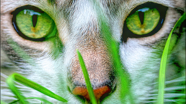 green-eyed-cat_sm