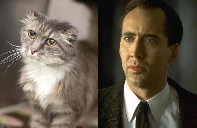 Nicolas-Cage-Cat