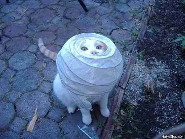 Alien_Cat581
