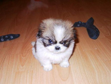 angry-puppy