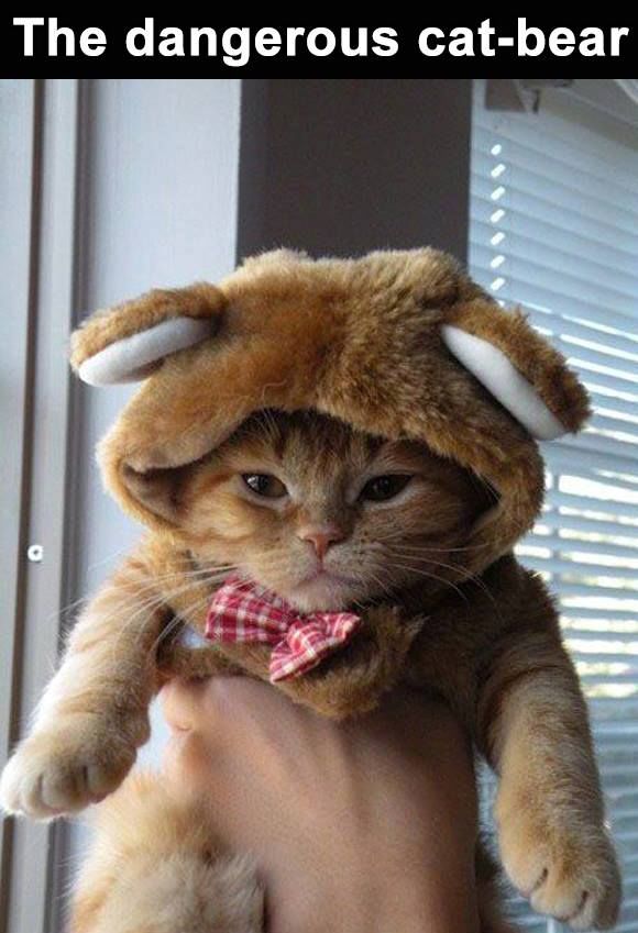 173653-Funny-Cat-In-A-Bear-Costume