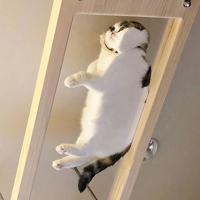 5c920353cca05-funny-cats-on-glass-1-5c35b8f188a4b__700